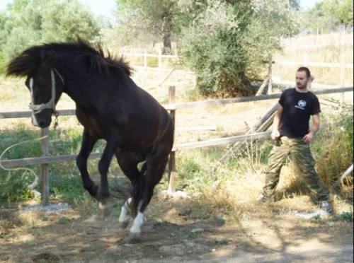 αλογαβοιωτία