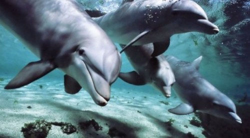 dolphins-talk-language
