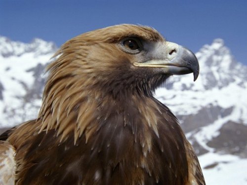 eagle02__article
